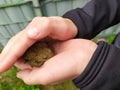 Young boy holding a green toad in his child hands with animal care to rescue his little amphibian friend with his european fingers