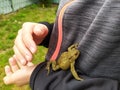 Young boy holding a green toad in his child hands with animal care to rescue his little amphibian friend with his european fingers