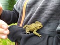 Young boy holding a green toad in his child hands with animal care to rescue his little amphibian friend with his european fingers