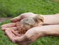 A young boy is holding a small cute yellow newborn chick in his hands, warming up the farm birds. Royalty Free Stock Photo