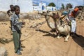 A young boy holds a pair of camels in Egypt.