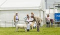 Young boy with lamb at Royal Cheshire County show.