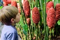 Young Boy Looking at Costus Comosus var. Bakeri - Plant Royalty Free Stock Photo