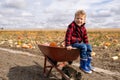 Young boy looking at horizon in a pumpkin field readu for harvest Royalty Free Stock Photo