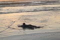 A young boy, lying on his stomach, plays and enjoys alone the wet and reflecting sand at sunset time at Parangtritis Beach, Java,