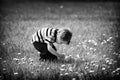 Young Boy Outside Picking a Dandelion Flower - Black and White Royalty Free Stock Photo