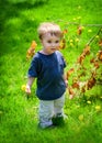 Young Boy at the Park Holding a Dandelion Flower Royalty Free Stock Photo