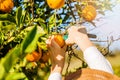 Young boy picking mandarins at citrus farm on