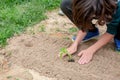 A young boy is planting a seed in the dirt