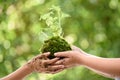 Young boy play with soil and seedling Royalty Free Stock Photo