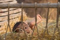 Young boy playing in a hay oxcart