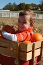 Young Boy Playing in Wagon Full of Pumpkins