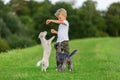 Young boy plays with two small dogs Royalty Free Stock Photo