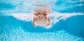 Young boy swim and dive underwater. Under water portrait in swim pool. Child boy diving into a swimming pool. Summer Royalty Free Stock Photo