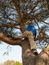 Young boy tree climbing