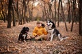 Young boy is Walking the beautiful dogs in the autumn park Royalty Free Stock Photo