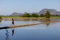 Young boy walking on the flooded rice fields. Mountains at the background at the countryside. Rural landscape. Hpa-An, Myanmar, Royalty Free Stock Photo