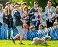 A young boy walking his dog in the park at a dog show Royalty Free Stock Photo