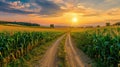 Young boy wanders in path made through corn field as leisure activity