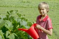 Young boy watering vegetables in the family vegetable garden. Healthy, gardening, lifestyle concept