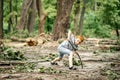 Young boy in the woods in a clearing with a wooden stick Royalty Free Stock Photo
