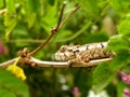 Young Bradypodian Ventrale Chameleon