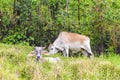 Young Brahma Bulls Royalty Free Stock Photo