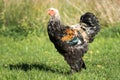 Young Brahma Rooster standing upright Royalty Free Stock Photo