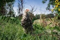 Young Brahma Rooster in tall natural vegetal cover Royalty Free Stock Photo