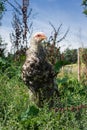 Young Brahma Rooster in tall natural vegetal cover Royalty Free Stock Photo