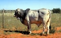 Young Brahman Bull Royalty Free Stock Photo