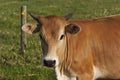 A young Brahman cross cow