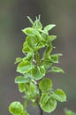 Young branch of an apple-tree