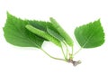 Young branch of birch with buds and green leaves isolated on white background Royalty Free Stock Photo