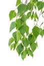 Young branch of birch with buds and leaves isolated on white background Royalty Free Stock Photo