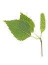 Young branch of birch with buds and leaves, isolated on white background Royalty Free Stock Photo