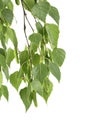 Young branch of birch with buds and leaves isolated on white background Royalty Free Stock Photo