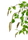 Young branch of birch with buds and leaves , isolated