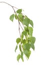 Young branch of birch with buds and leaves isolated on white background, without shadow Royalty Free Stock Photo