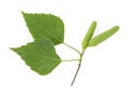 Young branch of birch with buds and leaves isolated on white background Royalty Free Stock Photo