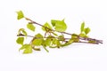 Young branch of birch with tiny catkin and small leaves in early spring isolated Royalty Free Stock Photo