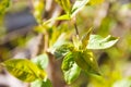 A young branch of a bird cherry tree with fresh young green leaves that blossomed with advent of spring. Royalty Free Stock Photo