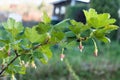 Young branch of black currant on a blurred background of a wooden house in the village. Royalty Free Stock Photo