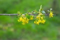 A young branch of a black currant bush with blossoming yellow flowers and green leaves against a background grass. Blooming garden Royalty Free Stock Photo