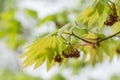 Acer japonicum. A species of maple native to Japan Royalty Free Stock Photo
