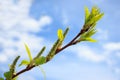 Young branch of canadian maple against the blue sky background. Royalty Free Stock Photo