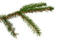 Young branch of coniferous tree Oriental spruce, also called Caucassian spruce, latin name Picea Orientalis, white background