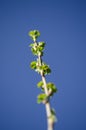Young branch of currant with spring green leaves on a background of blue sky Royalty Free Stock Photo