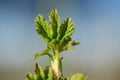 Young branch of currant with spring green leaves on a background of blue sky Royalty Free Stock Photo