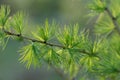 A young branch of a flowering larch on a Sunny spring day Royalty Free Stock Photo